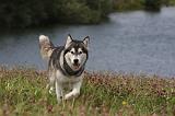 ALASKAN MALAMUTE 734